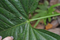 Anthurium ochranthum