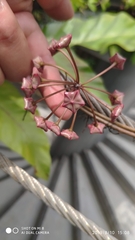 Hoya pubicalyx