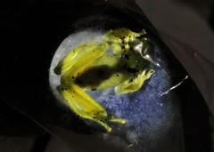 Vitreorana uranoscopa