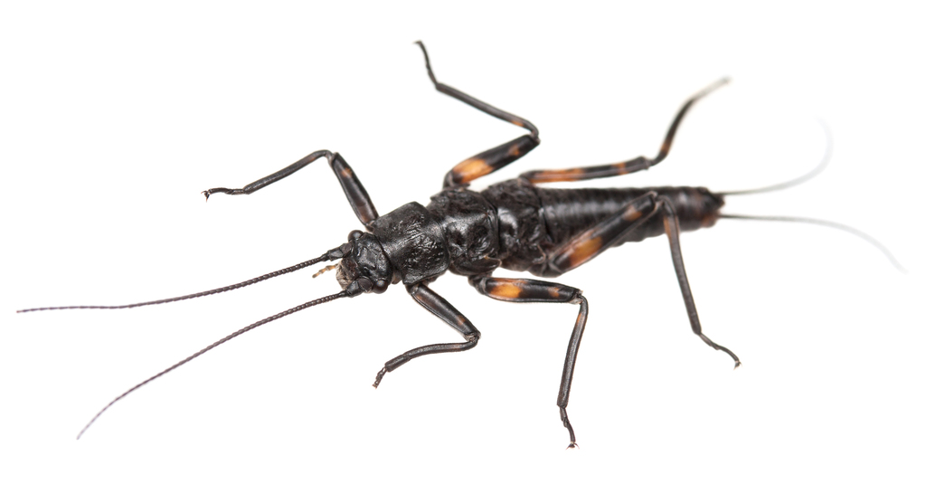 Zelandoperla maungatuaensis