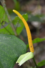Anthurium ochranthum