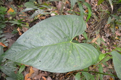 Anthurium ochranthum