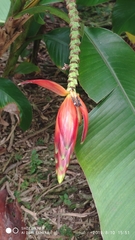 Musa beccarii