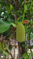 Artocarpus heterophyllus