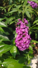 Buddleja lindleyana