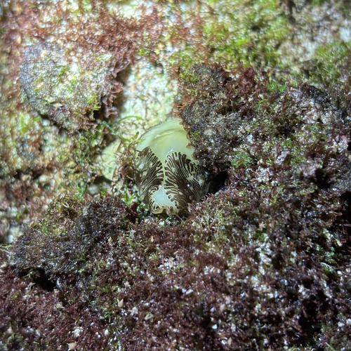 Cypraea moneta observed 2026-03-01