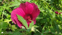 Hibiscus radiatus