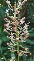 Alpinia aquatica