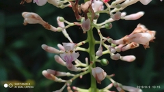 Alpinia aquatica