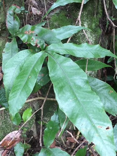 Tectaria harlandii (Tectaria harlandii)