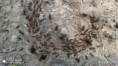 Macrotermes carbonarius