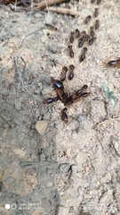 Macrotermes carbonarius