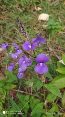 Achetaria azurea