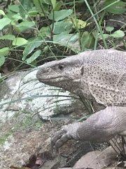 Varanus bengalensis