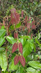 Archidendron jiringa