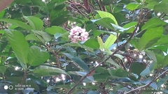 Syzygium pycnanthum