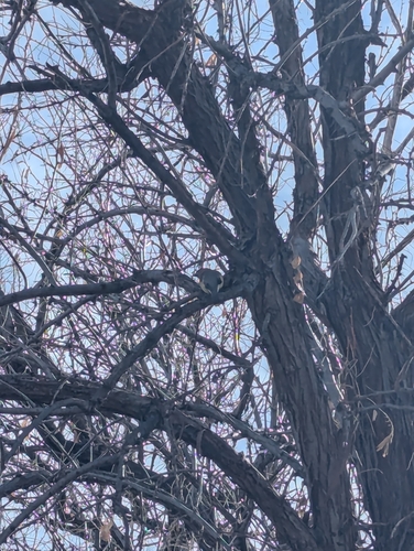 Cedar Waxwing photographed in Colorado