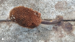 Artocarpus elasticus