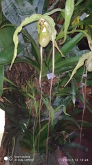 Phragmipedium