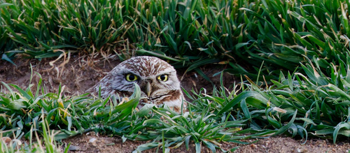 Burrowing Owl photographed in Utah