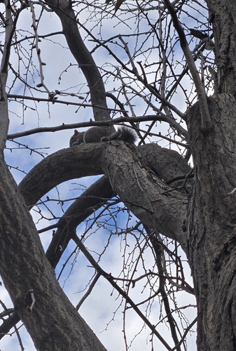 Eastern Gray Squirrel