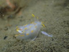 Polycera quadrilineata