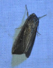 Leucania subpunctata