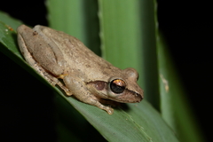 Boophis doulioti
