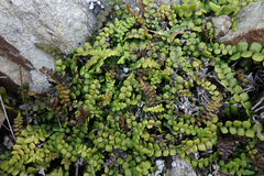 Blechnum blechnoides