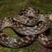Common Madagascar Cat Snake - Photo (c) Tommy Hui, some rights reserved (CC BY-NC), uploaded by Tommy Hui
