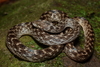 Common Madagascar Cat Snake - Photo (c) Tommy Hui, some rights reserved (CC BY-NC), uploaded by Tommy Hui
