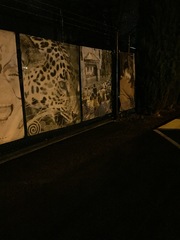 Didelphis virginiana