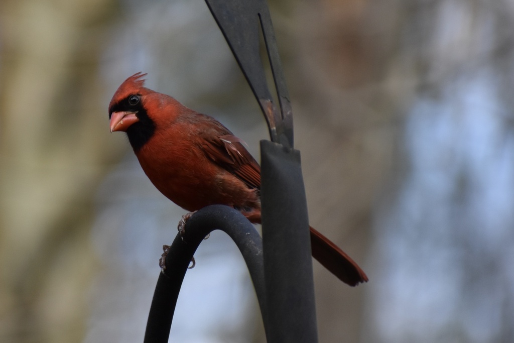 February Cardinal Northern Cardinal in February 2026 by northerly · iNaturalist