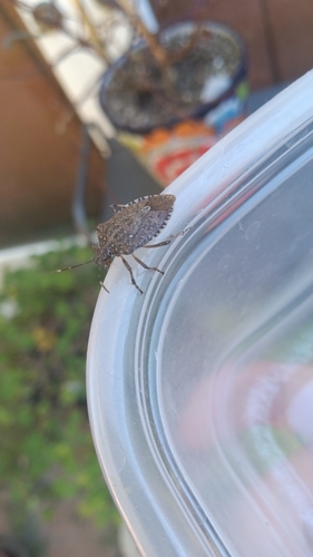 Brown Marmorated Stink Bug