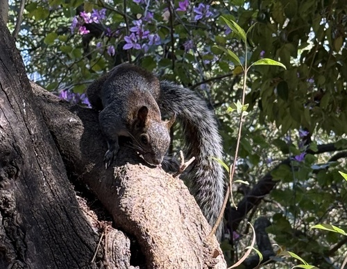 Red-bellied Squirrel observed by janewebster
