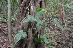 Philodendron sagittifolium