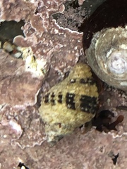 Paciocinebrina circumtexta