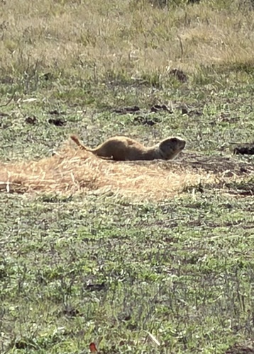Black-tailed Prairie Dog observed by shanadventures