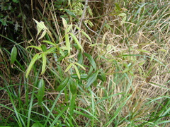 Rubus schmidelioides schmidelioides