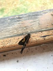 Chioides iverna