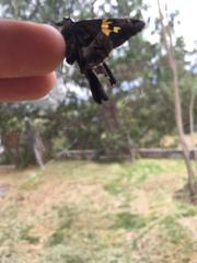 Chioides iverna