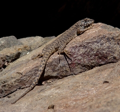 Liolaemus leopardinus