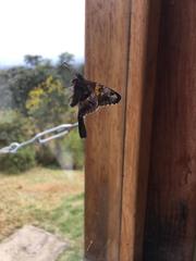 Chioides iverna