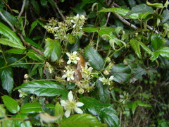 Rubus schmidelioides schmidelioides