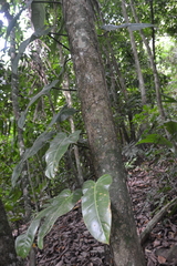 Philodendron sagittifolium