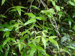 Rubus schmidelioides schmidelioides