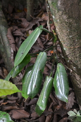 Philodendron sagittifolium