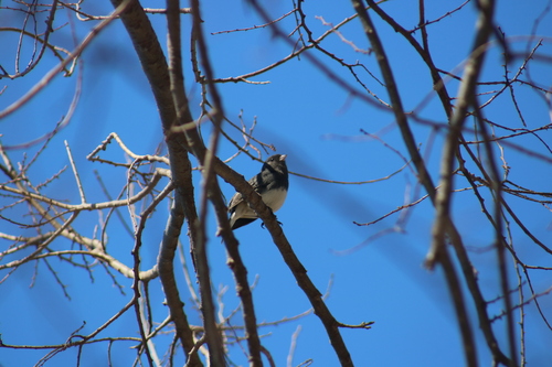 Dark-eyed Junco