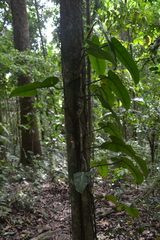 Philodendron sagittifolium