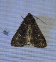 Condica albigera